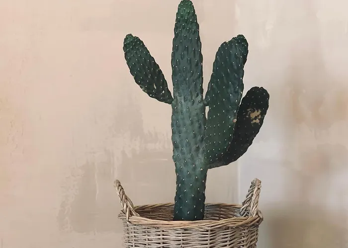 Daire Spacious, Light & Cozy With Ocean Views