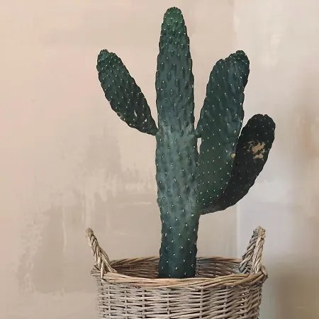 Appartement Spacious, Light & Cozy With Ocean Views